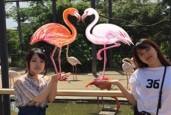 KICS動物園2018のフラミンゴ