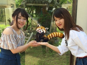 KICS動物園2018のレッサーパンダ