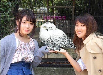 KICS動物園2018のフクロウ